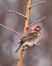 A male house finch perched on an icy branch