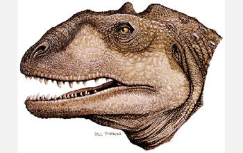 Reconstructed head of <em>Majungasaurus crenatissimus</em>, a theropod dinosaur