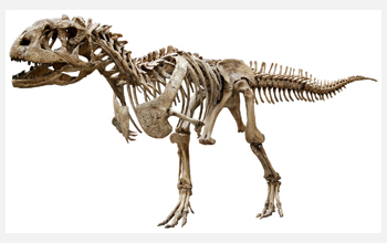 Reconstructed skeleton of <em>Majungasaurus crenatissimus</em>, a theropod dinosaur
