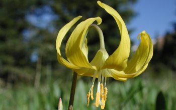 A glacier lily (<em>Erythronium grandiflorum</em>)