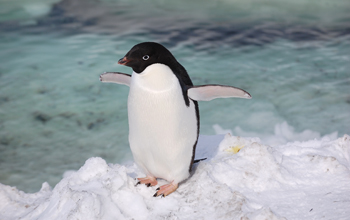 An adult Adelie penguin at Ross Island, Antarctica