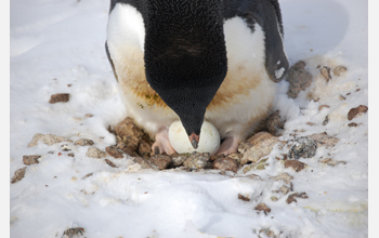 An Adelie penguin adjusts its egg at Cape Royds on Ross Island, Antarctica