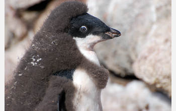 An Adelie penguin chick molting its chick feathers at Cape Royds on Ross Island, Antarctica