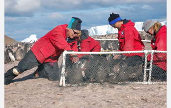 Researchers round up, coral and band Adelie penguins at Cape Royds