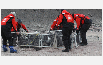 Researchers round up Adelie penguin chicks at Cape Royds and coral them before tagging