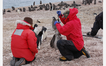 Recording the weight of an Adelie penguin at Cape Crozier, Ross Island, Antarctica