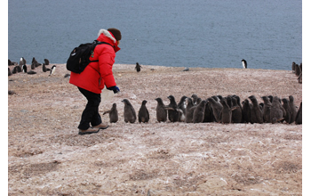 Jean Pennycook attempts to catch an Adelie penguin chick to record its weight and band it