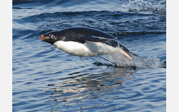 An Adelie penguin swims in the sea by Ross Island, Antarctica