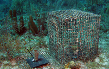 A gray tube sponge is the subject of this growth experiment on Conch Reef off Key Largo