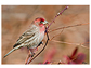 A healthy male house finch perches on a bramble in Pennsylvania