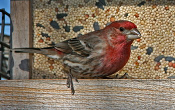 A healthy male house finch visits a seed feeder in California