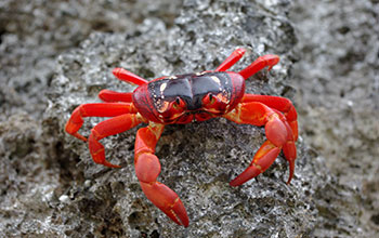 Red crab