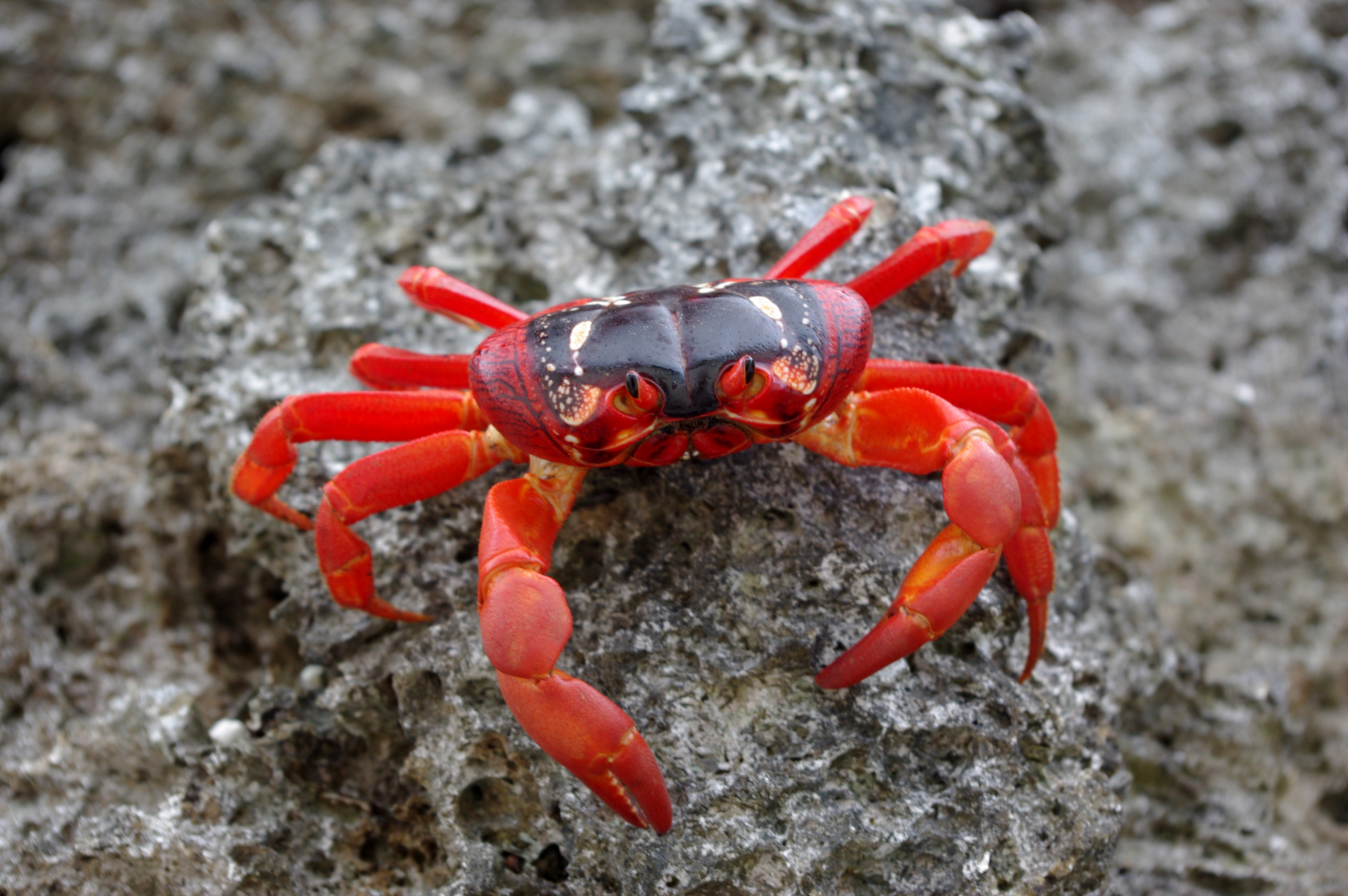 Perversion fritid Sanselig Multimedia Gallery - A red crab on Christmas Island in the Indian Ocean |  NSF - National Science Foundation