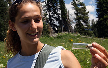Undergraduate student research assistant observes captured bumblebee held temporarily in a vial