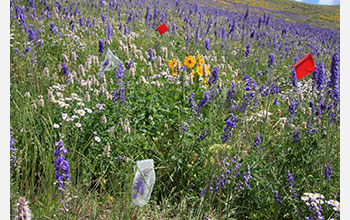 Flowers are flagged and bagged in preparation for fieldwork in the Rocky Mountains