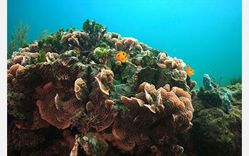 Vibrant coral community growing at low pH springs on Caribbean Coast of Mexico