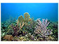 Vibrant coral community