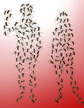 Hungry <em>Aedes aegypti</em> mosquitoes are drawn to human odor