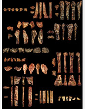 The preserved bones of <em>Kryptodrakon progenitor</em>, discovered in northwest China