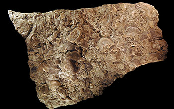 A slab of fossiliferous, Late Ordovician limestone from the Cincinnati, Ohio, region