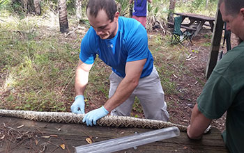 Researchers process snake venom of eastern diamondback rattlesnake
