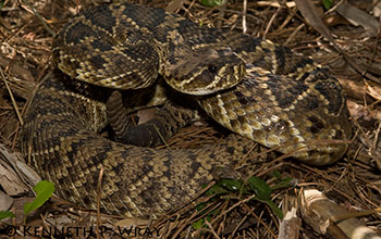 Adult eastern diamondback rattlesnake from Parris Island, South Carolina