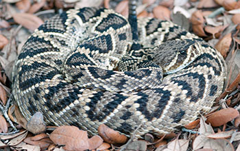 western diamondback rattlesnake venom