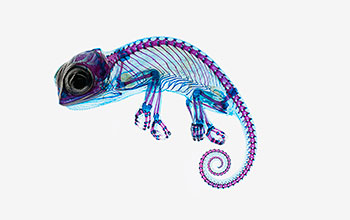 Chameleon with transparent skin and muscles and with bones and joints stained with dyes.