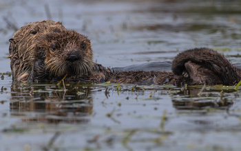 Southern sea otter and baby in Moss Landing, California