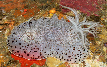 Newly discovered nudibranch species from the genus Halgerda
