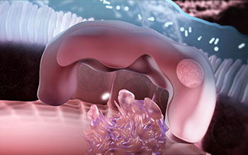 A 3-D animation exploring the role of the gut mucosa in the immune response