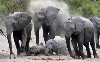 A recent study found that herbivores such as elephant had lower levels of multidrug resistance
