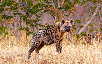 Carnivores such as hyenas have higher levels of multi-drug resistance than omnivores or herbivores