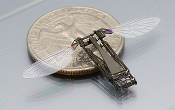A Harvard RoboBee, a microrobot, smaller than a paperclip, that flies and hovers like an insect