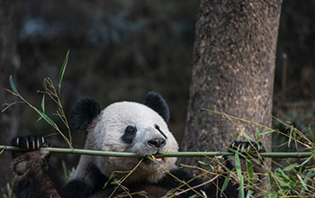 Panda at the Wolong Nature Reserve in southwest China