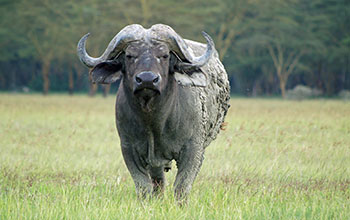 A cape buffalo in Kenya's Nakuru National Park