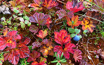 Wild tundra blueberries in Alaska