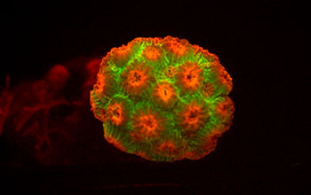 IndoPacific  Cyphastrea microphthalma coral expressing green and red fluorescent proteins