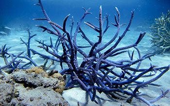 A spectacular blue Acroporid coral in Lizard Island lagoon in Australia
