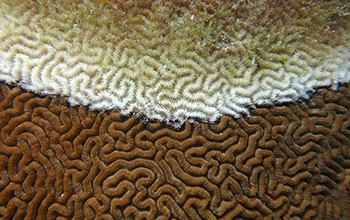 Black band disease, seen here on a brain coral at Lizard Island, Australia