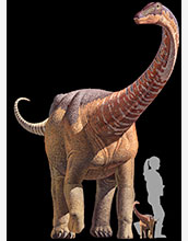 A comparison of an adult <em>Rapetosaurus</em>, a baby <em>Rapetosaurus</em> and a human