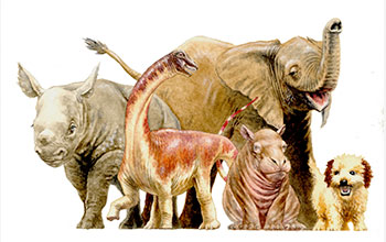 A baby <em>Rapetosaurus</em> next to young mammals of today for size comparison