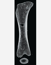 Micro-computerized tomography scans of the limb bones (this is the femur) highlight internal growth marks