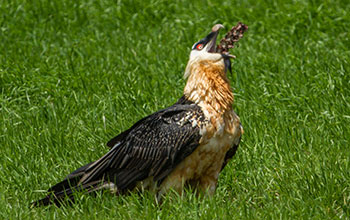 A bearded vulture swallows a large section of dog vertebrae whole in Ethiopia