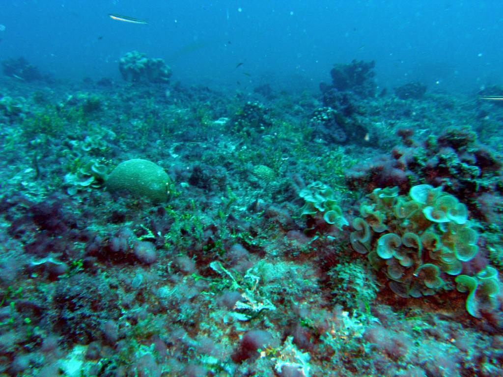 Multimedia Gallery - Too much algae, too many microbes threaten coral ...
