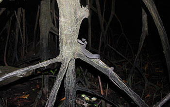 A mangrove pit viper