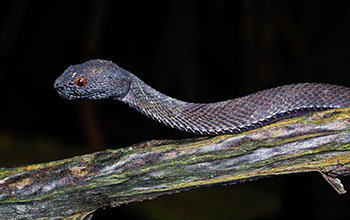 A mangrove pit viper