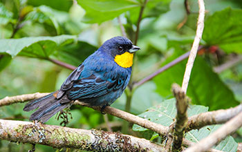 The purplish-mantled tanager is found only in western Columbia and Ecuador