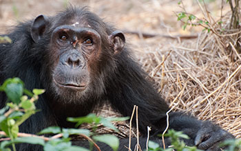 A low-ranking young female chimp in Gombe National Park in Tanzania who was wounded in a fight when she attempted to enter the female social hierarchy