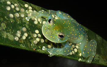 Egg brooding by a female glassfrog (<em>Cochranella euknemos</em>)